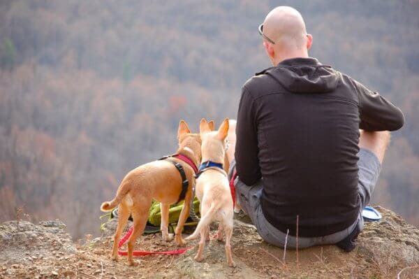 traveling with pets