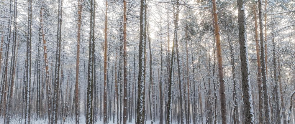 Winter Road Trip