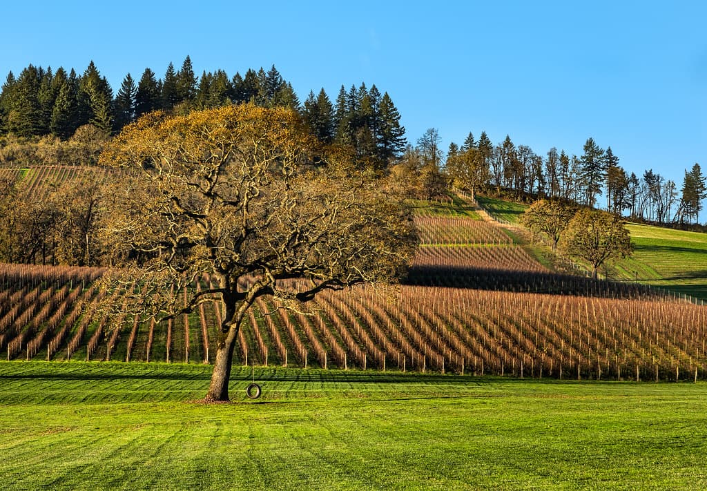 Willamette Valley 