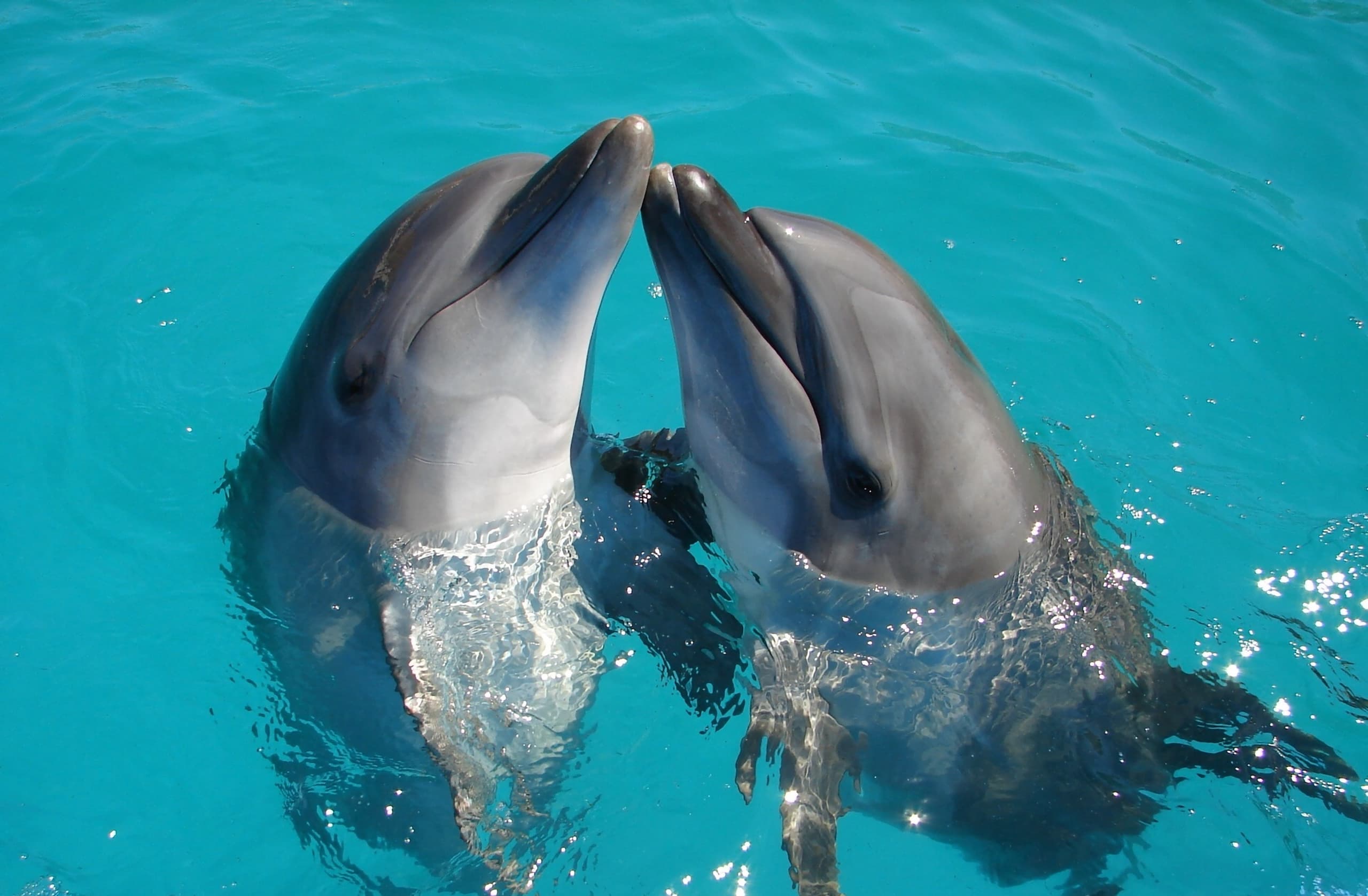 dolphins