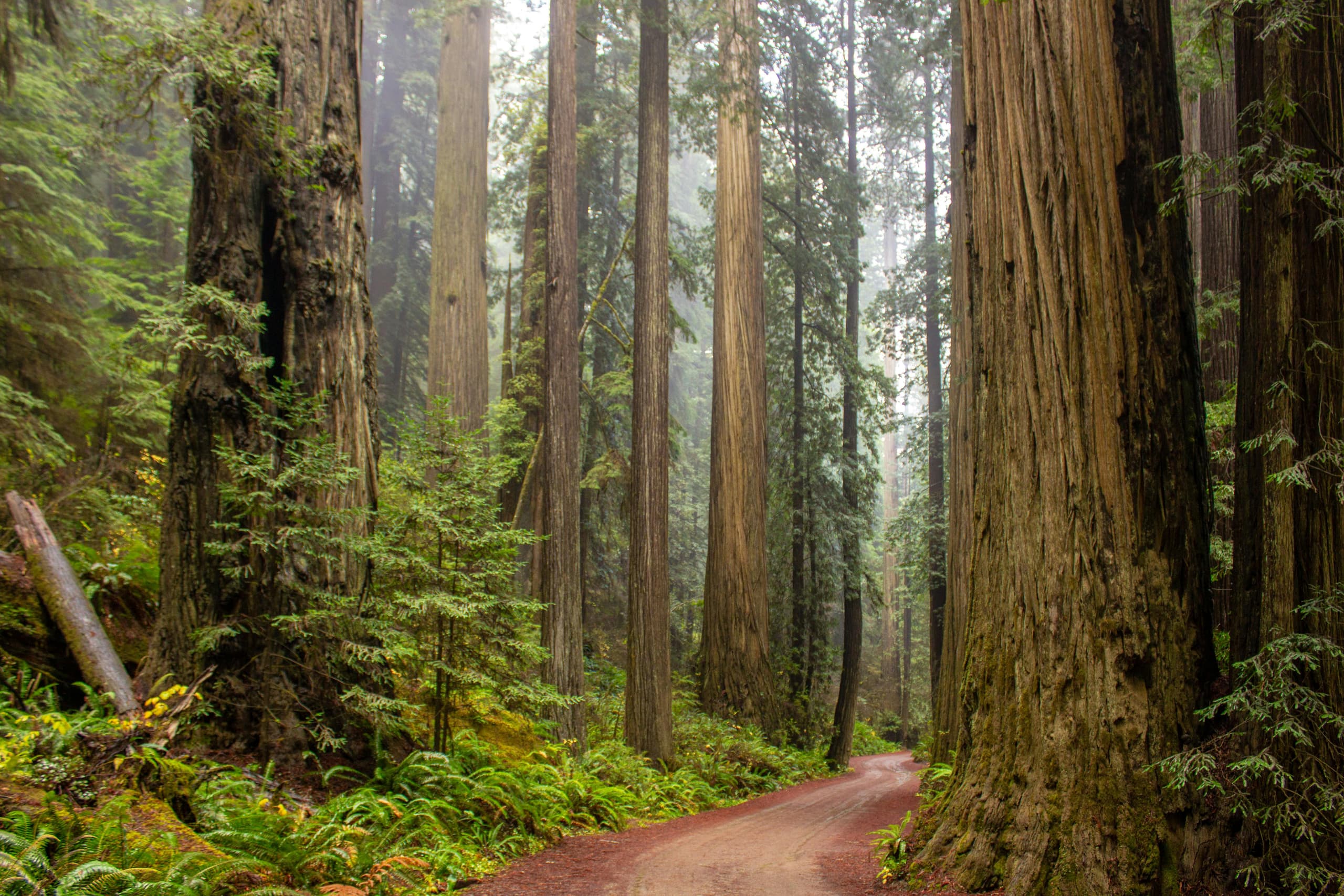 Redwood NP