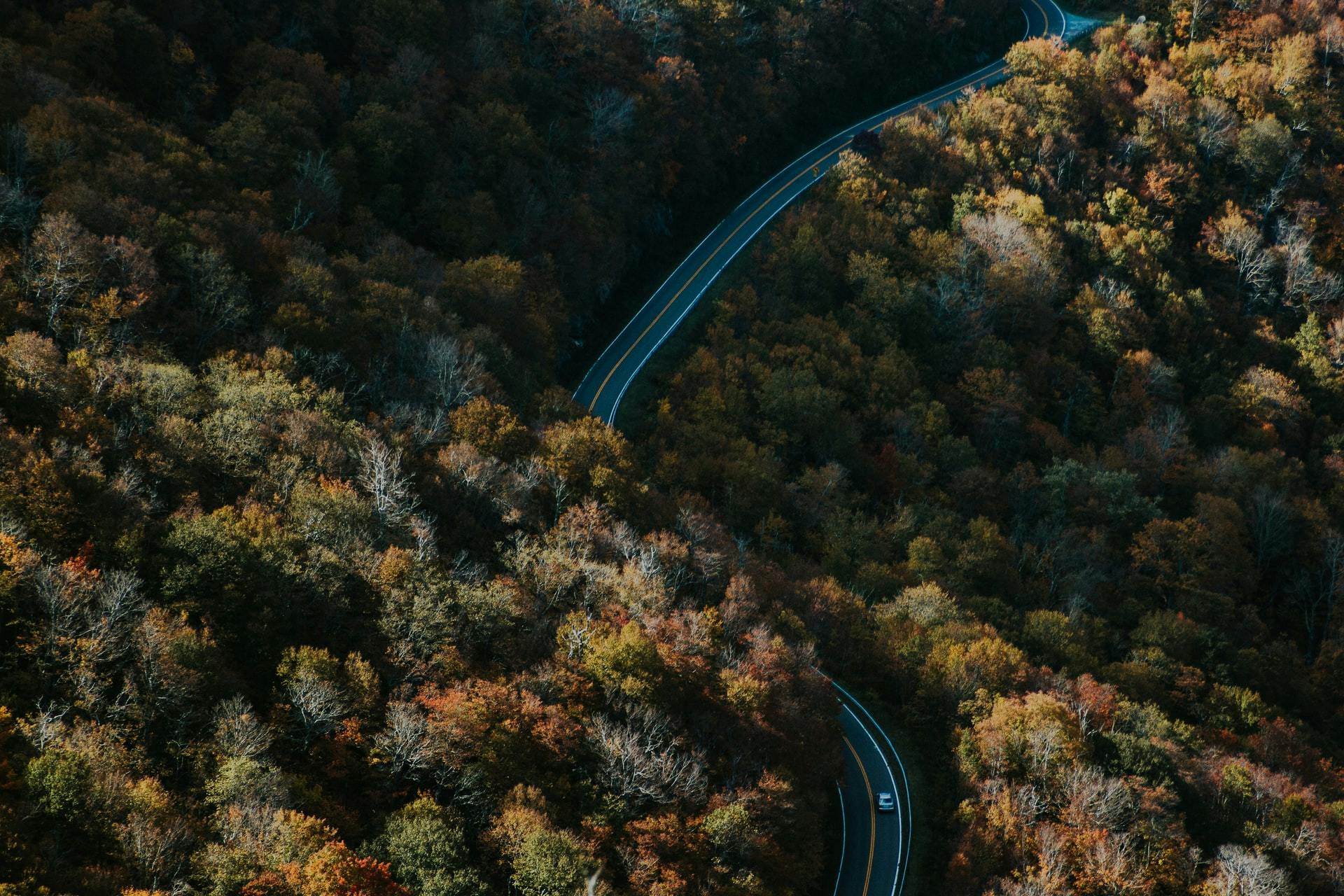 Road leading through fall trees