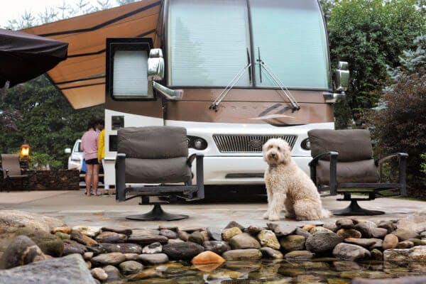 dog with RV