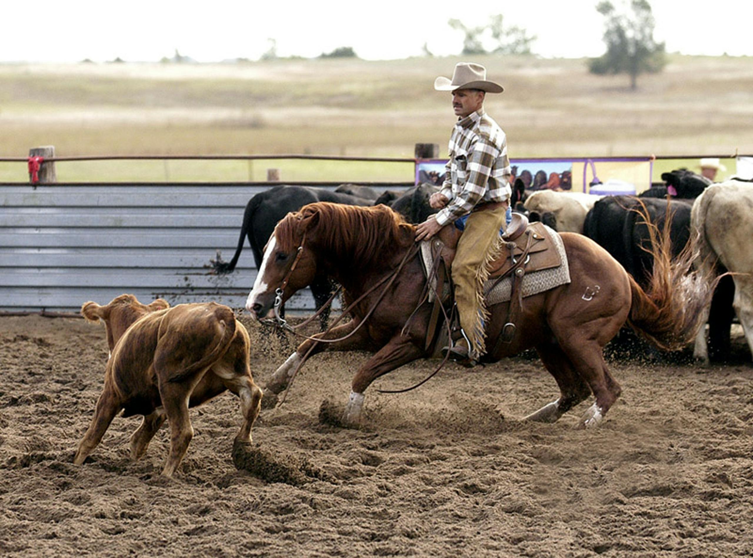 Cutting Horse Cowboy